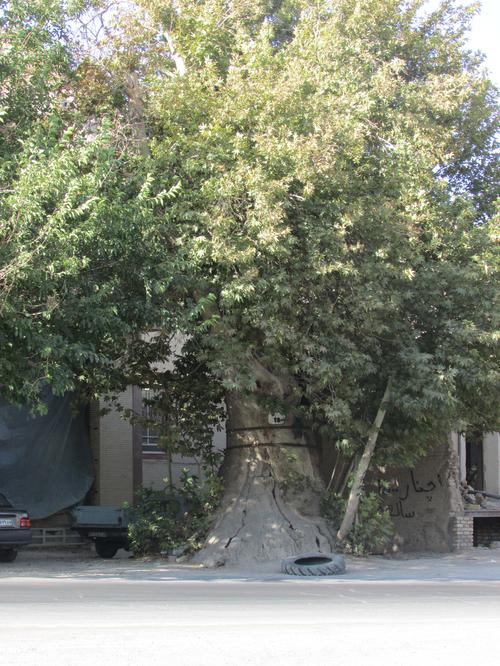 چنار فراشاه